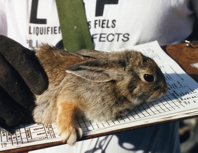 Mountain_Cottontail_at_the_Nevada_Test_Site